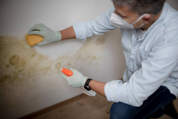 Best Mold Testing and Inspection Services in Lake Royale, NC